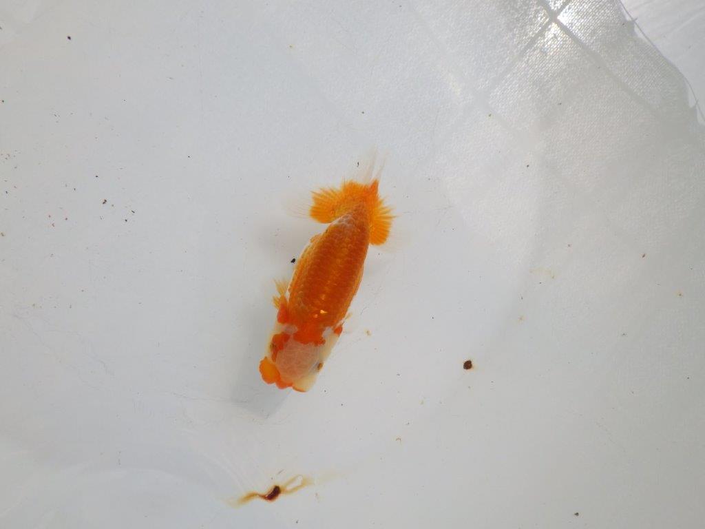 【全国大会東大関獲得ブリーダー 】雰囲気が良くお勧め当歳らんちゅう約10,5㎝
