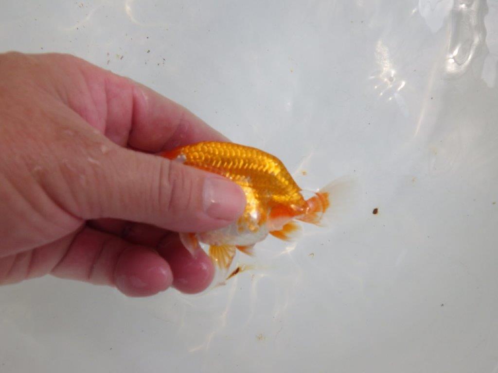 【全国大会東大関獲得ブリーダー 】雰囲気が良くお勧め当歳らんちゅう約10,5㎝