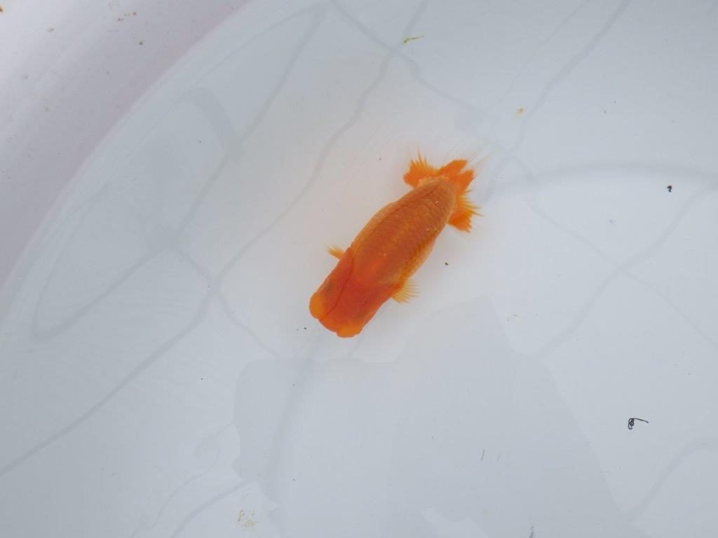 魚の雰囲気が良くご鑑賞お勧めの更紗らんちゅう 　約10㎝　性別不明【 岡山村上暢彦氏作】の上身