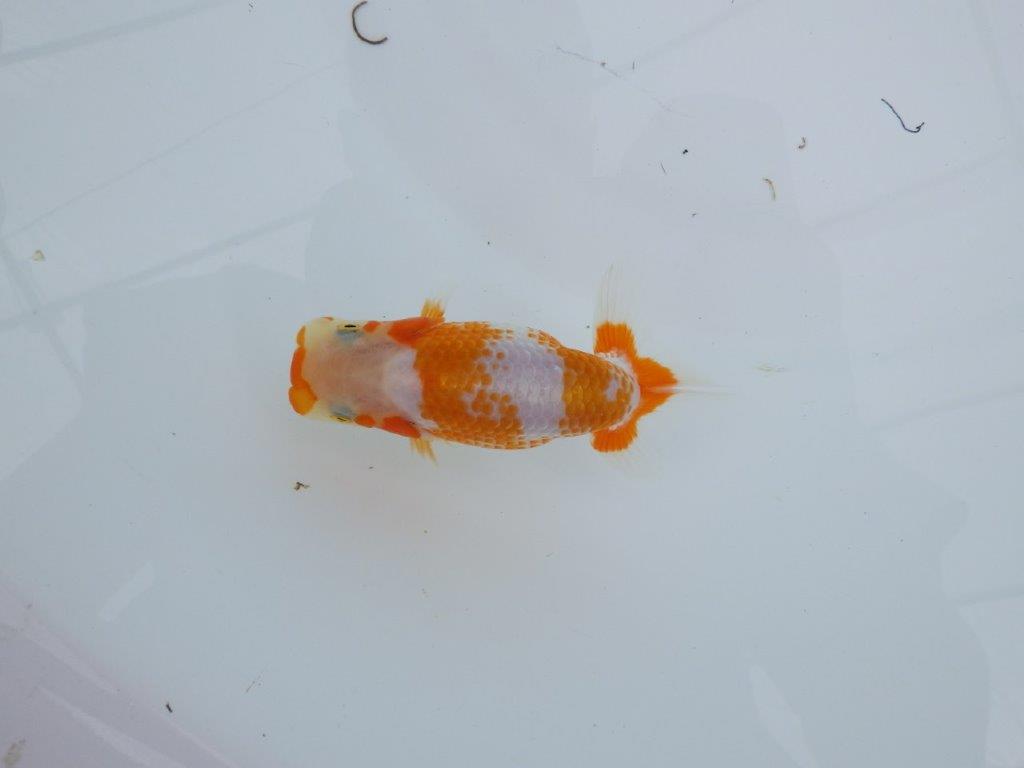 非常に美しい柄と背のラインの綺麗な更紗らんちゅう 　約11,5㎝　性別不明【 岡山村上暢彦氏作】の上身