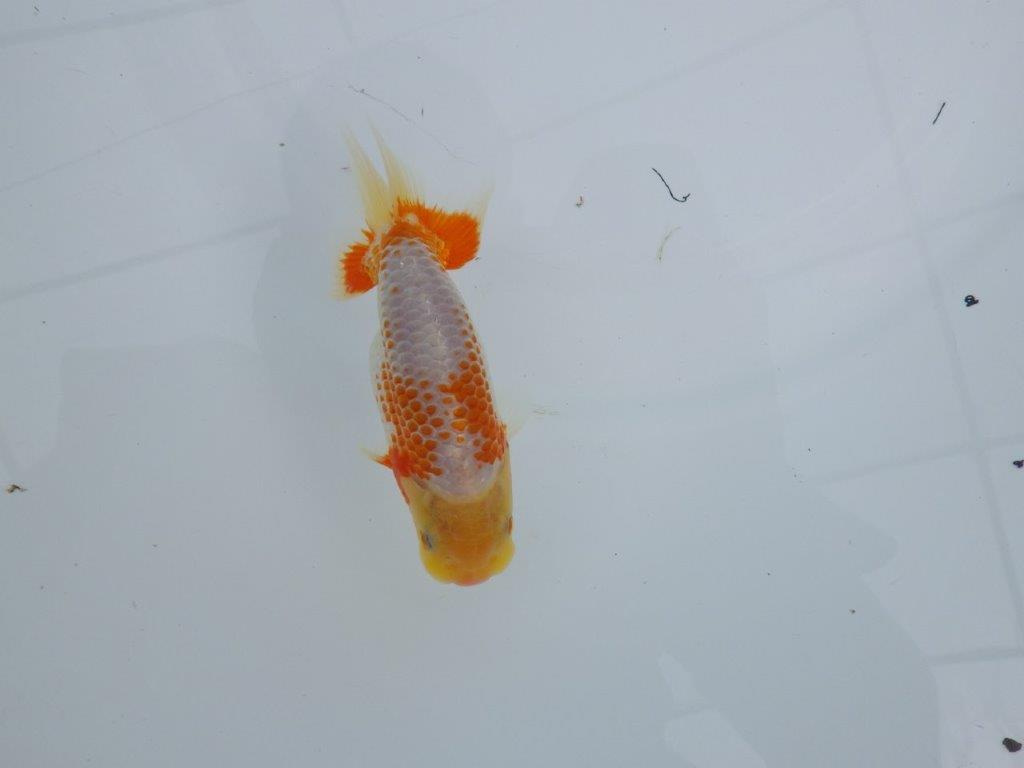 非常にインパクトのある美しい柄が特徴の更紗らんちゅう 　約12㎝　性別不明【 岡山村上暢彦氏作】の上身