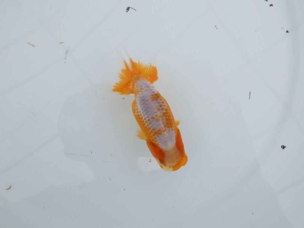 美しい柄と質の良い上物更紗らんちゅう 　約10,5㎝　性別不明【 岡山村上暢彦氏作】の上身