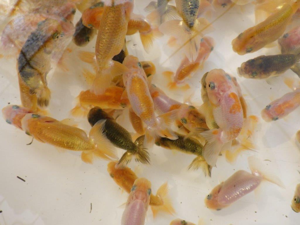 【愛知 小早川義幸氏 】入荷の中から良い魚!2026年産まれのトラ禿&黒仔&色変わり5尾セット約6㎝~限定1セット
