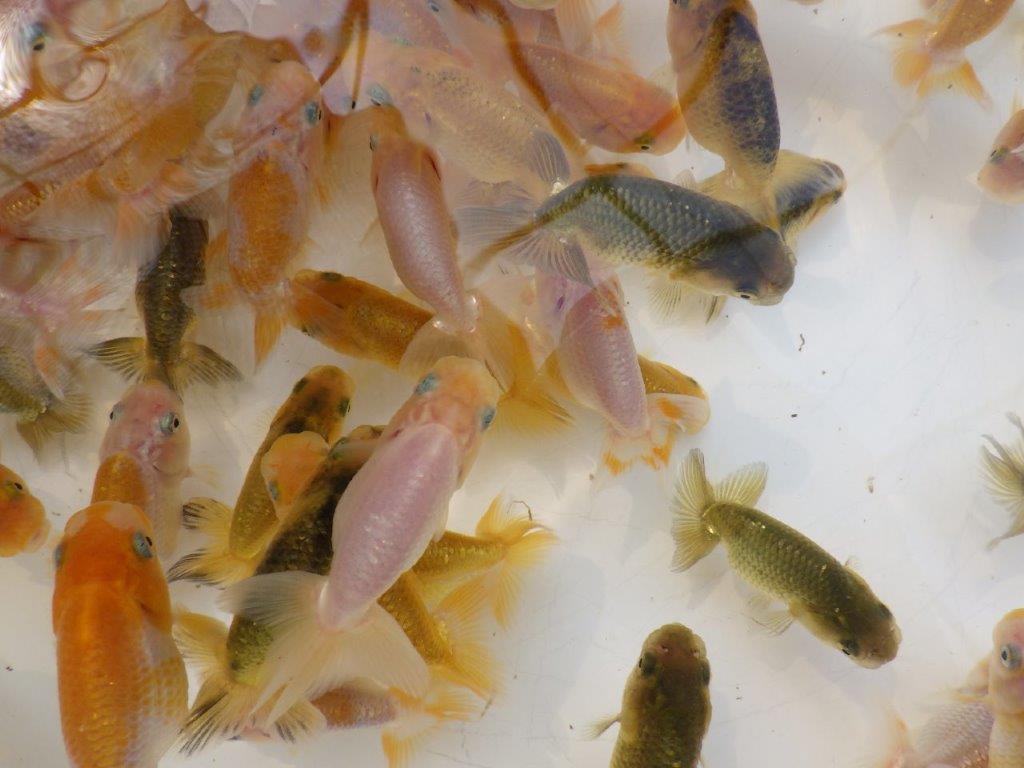 【愛知 小早川義幸氏 】入荷の中から良い魚!2026年産まれのトラ禿&黒仔&色変わり5尾セット約6㎝~限定1セット