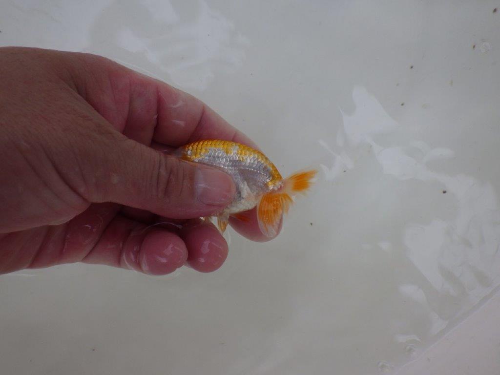 【独占販売！】柄が非常に綺麗で背のラインも良い当歳らんちゅう！　約9ｃｍ前後