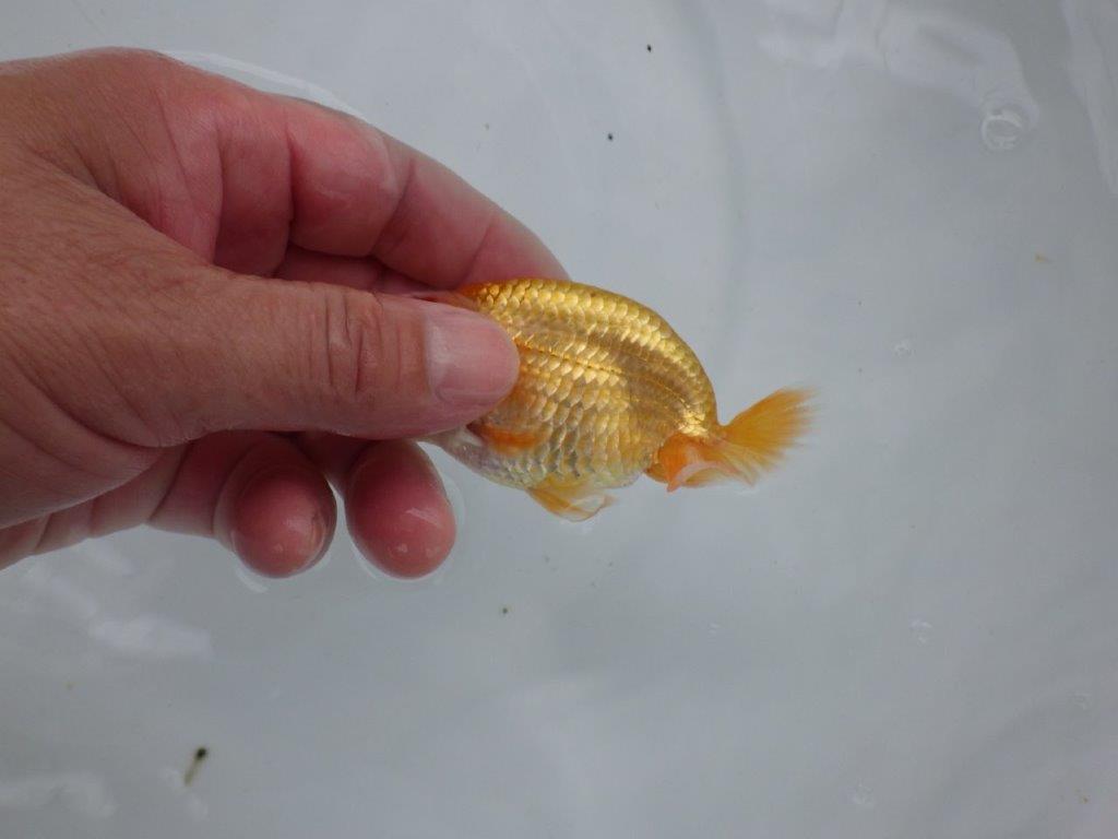 【逸品当歳らんちゅう】素晴らしい頭（四角）が魅力のらんちゅう！　約10,5ｃｍ前後
