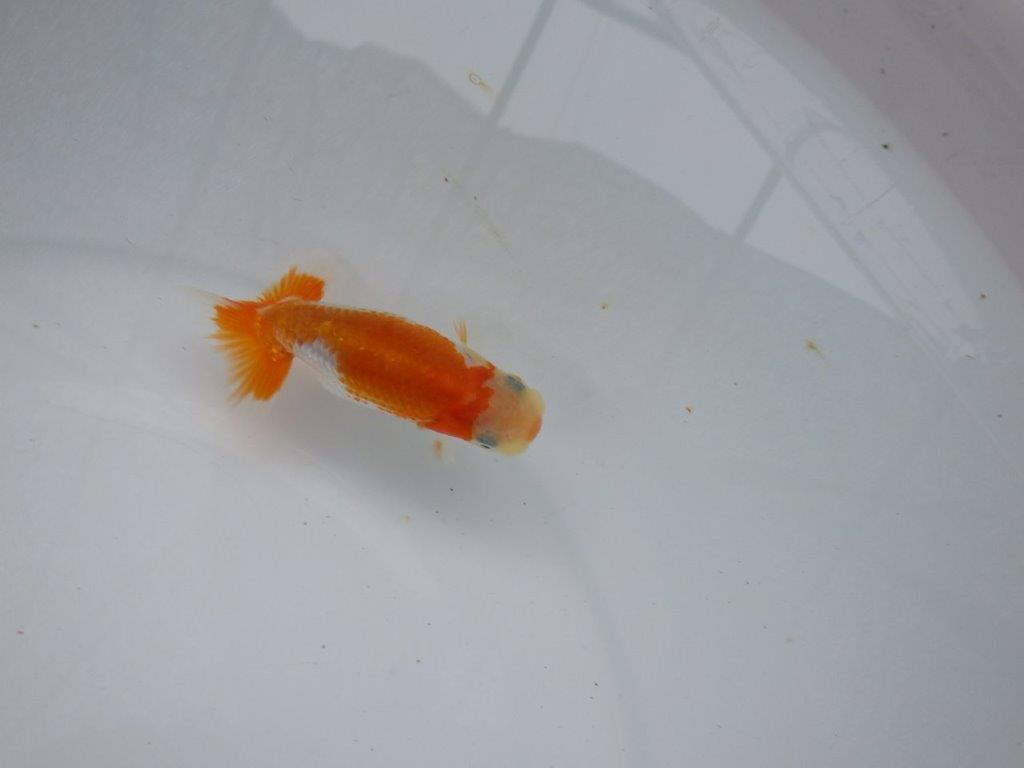 【逸品当歳らんちゅう】尾張りが良く背も柄も綺麗な更紗らんちゅう！　約10ｃｍ前後