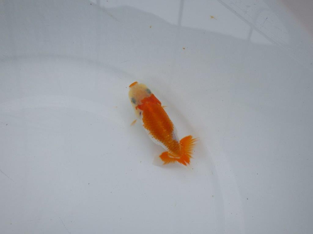 【逸品当歳らんちゅう】尾張りが良く背も柄も綺麗な更紗らんちゅう！　約10ｃｍ前後