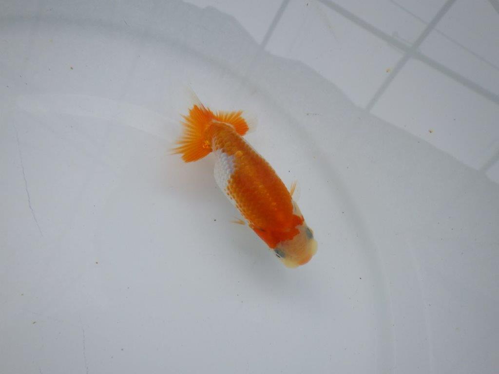 【逸品当歳らんちゅう】尾張りが良く背も柄も綺麗な更紗らんちゅう！　約10ｃｍ前後の上身