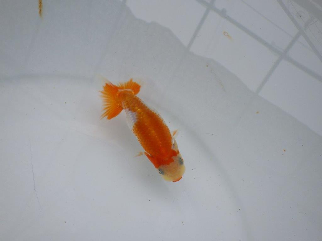 【逸品当歳らんちゅう】尾張りが良く背も柄も綺麗な更紗らんちゅう！　約10ｃｍ前後