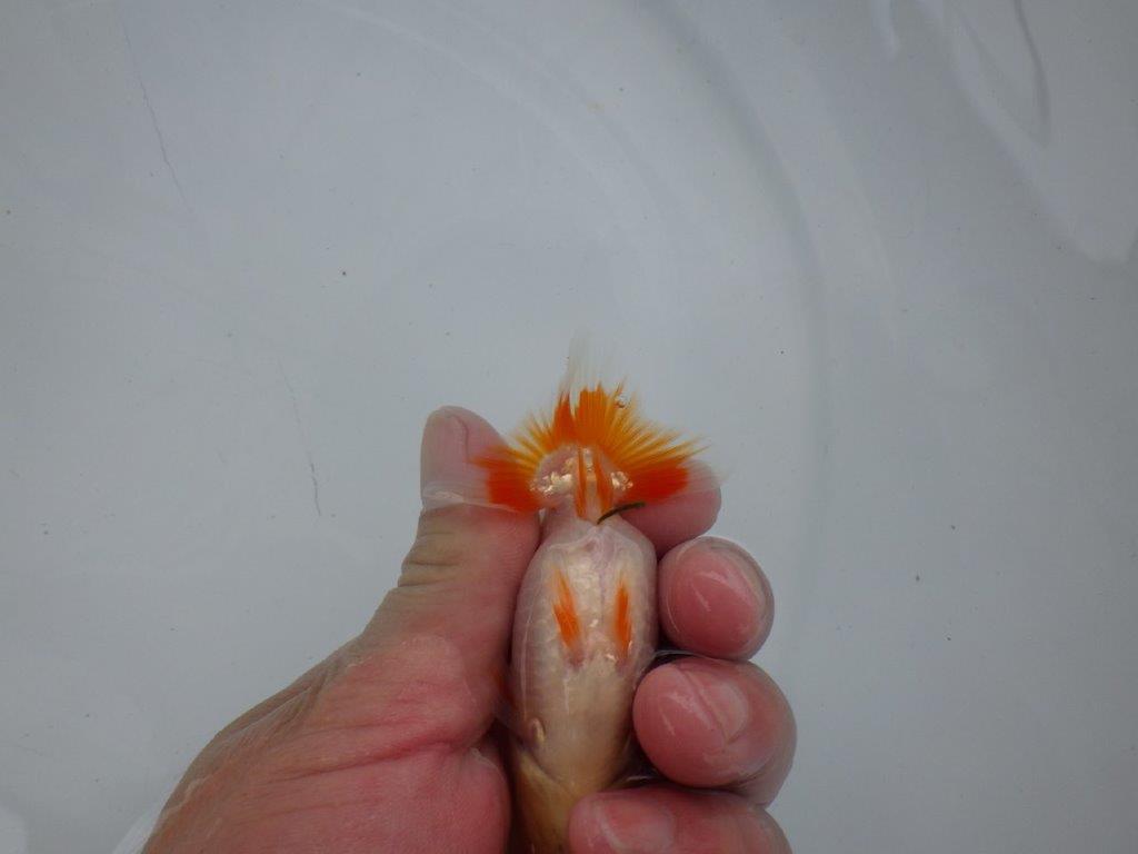 【逸品当歳らんちゅう】尾張りが良く背も柄も綺麗な更紗らんちゅう！　約10ｃｍ前後