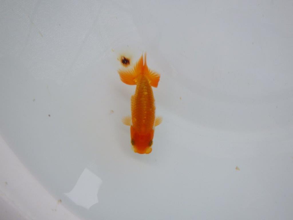 【逸品当歳らんちゅう】尾の雰囲気が最高に良い更紗らんちゅう！　約9,5ｃｍ前後
