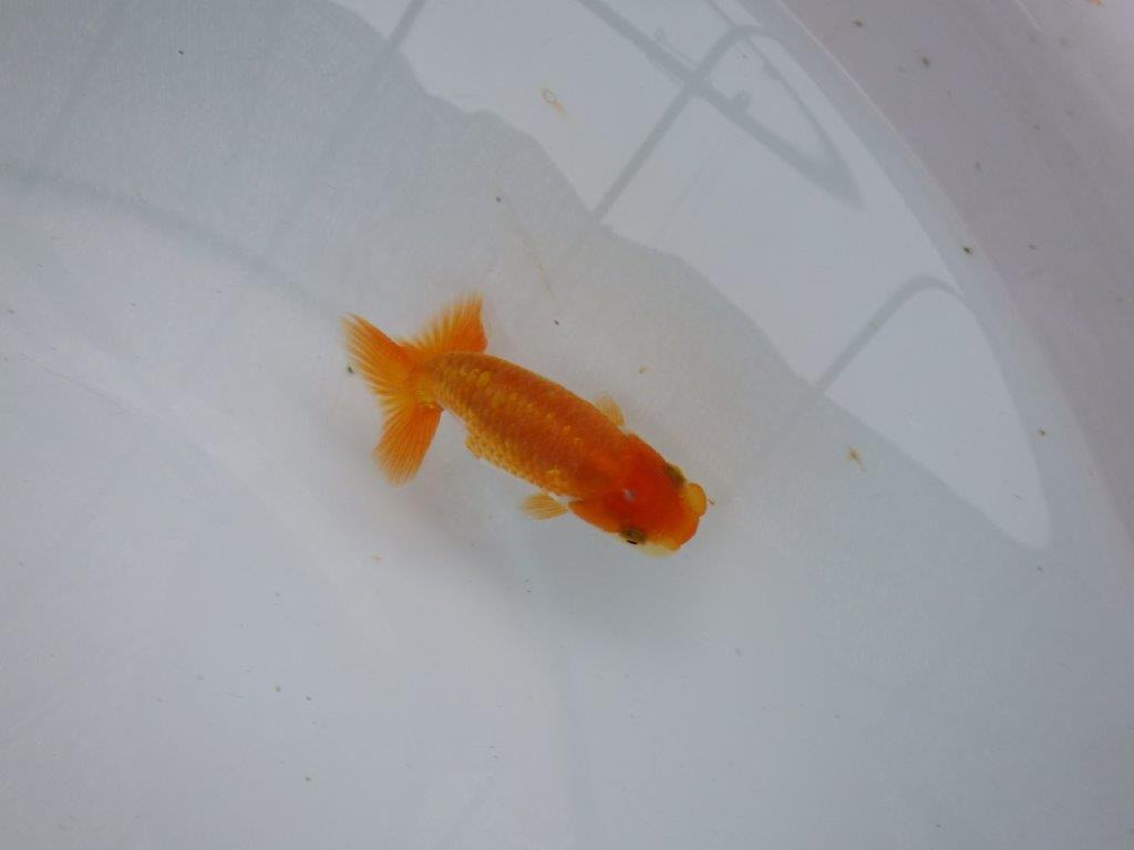 【逸品当歳らんちゅう】尾の雰囲気が最高に良い更紗らんちゅう！　約9,5ｃｍ前後