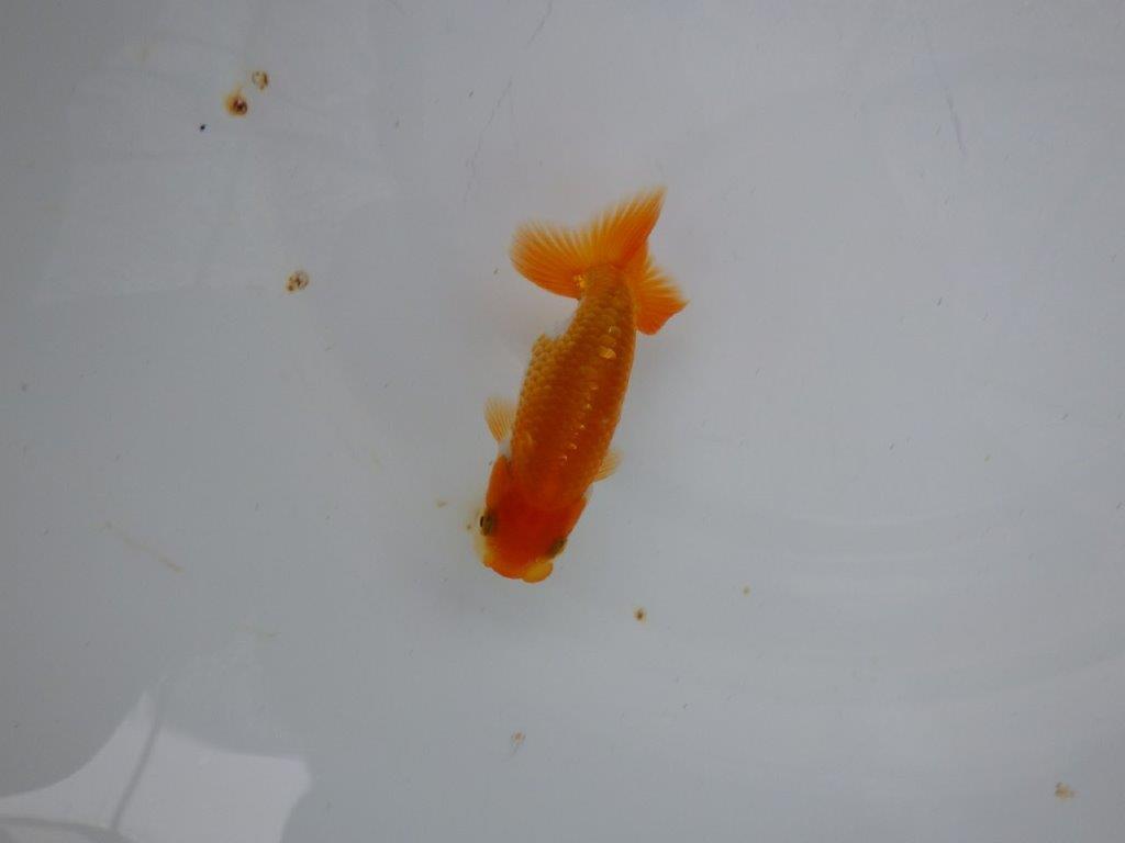 【逸品当歳らんちゅう】尾の雰囲気が最高に良い更紗らんちゅう！　約9,5ｃｍ前後の上身
