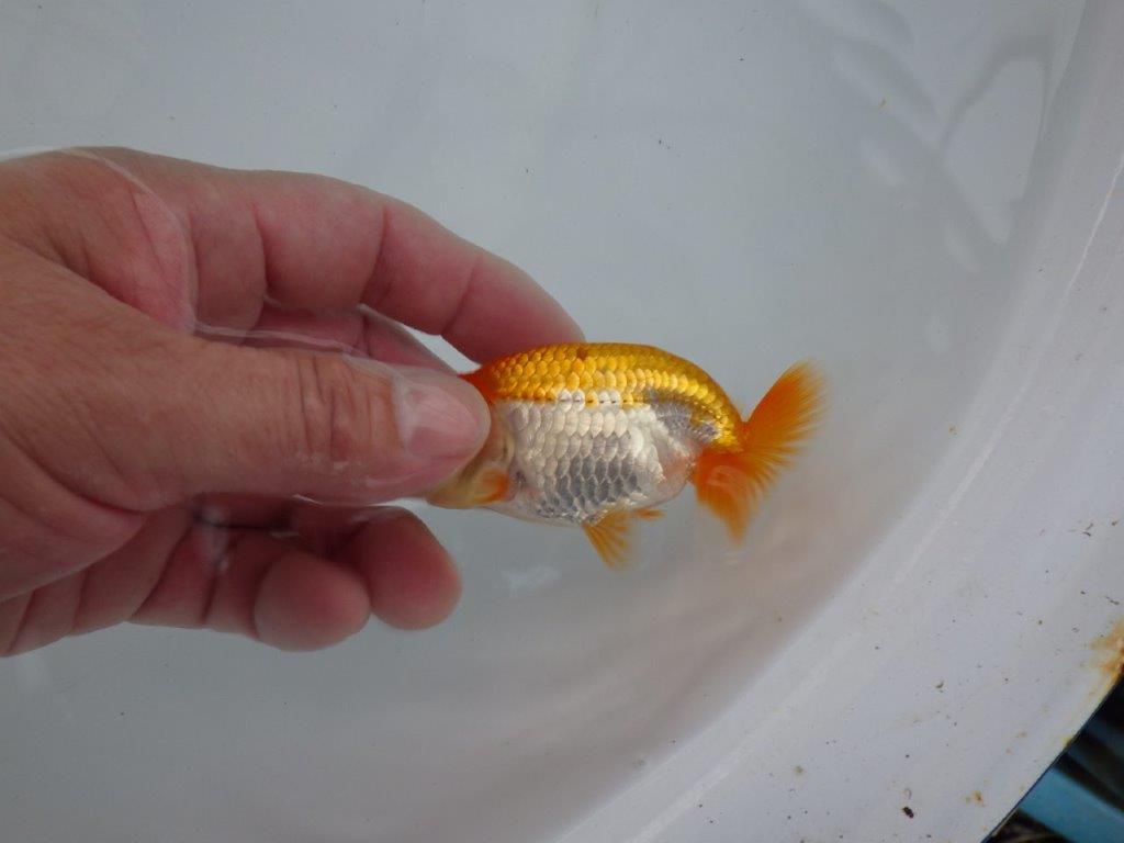 【逸品当歳らんちゅう】尾の雰囲気が最高に良い更紗らんちゅう！　約9,5ｃｍ前後