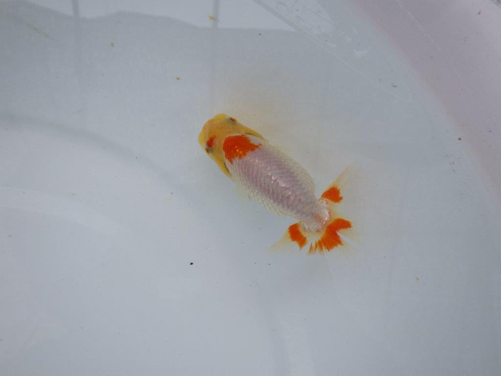【逸品当歳らんちゅう】前がかりの効いた粋な尾型の更紗らんちゅう！　約11ｃｍ前後の上身