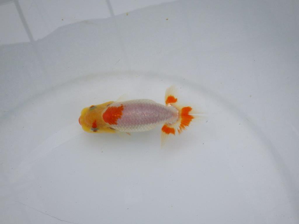 【逸品当歳らんちゅう】前がかりの効いた粋な尾型の更紗らんちゅう！　約11ｃｍ前後