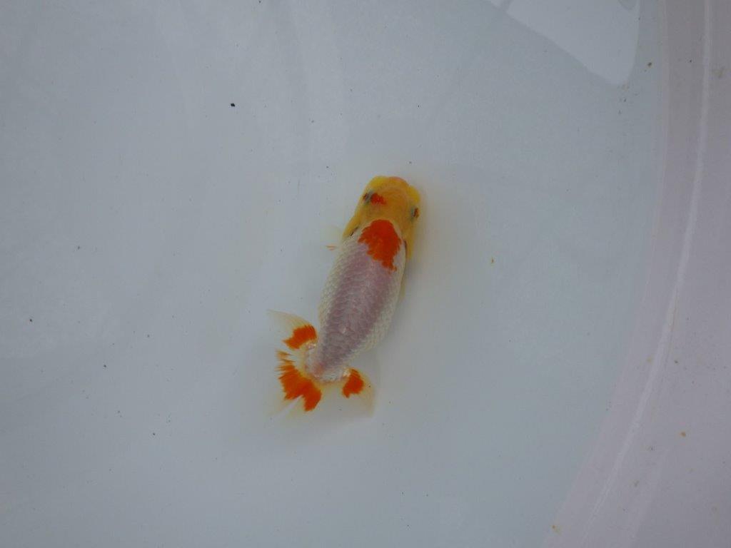 【逸品当歳らんちゅう】前がかりの効いた粋な尾型の更紗らんちゅう！　約11ｃｍ前後
