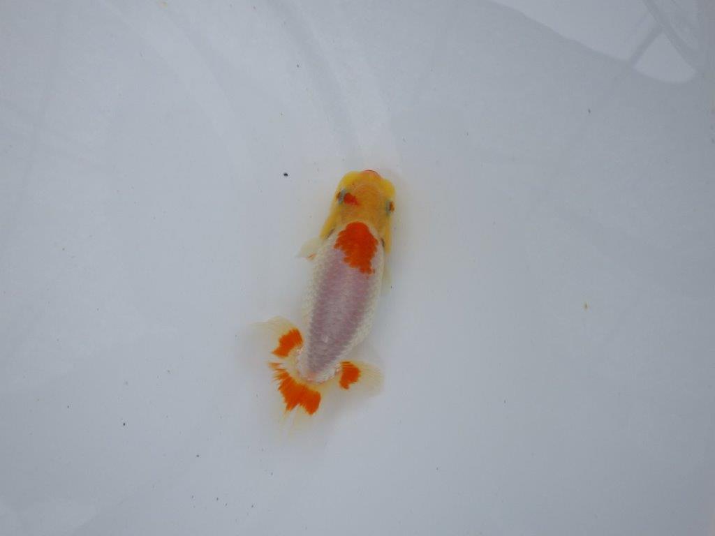 【逸品当歳らんちゅう】前がかりの効いた粋な尾型の更紗らんちゅう！　約11ｃｍ前後