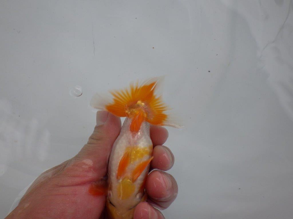 【逸品当歳らんちゅう】背腰が綺麗で横見が映える更紗らんちゅう！　約12ｃｍ前後