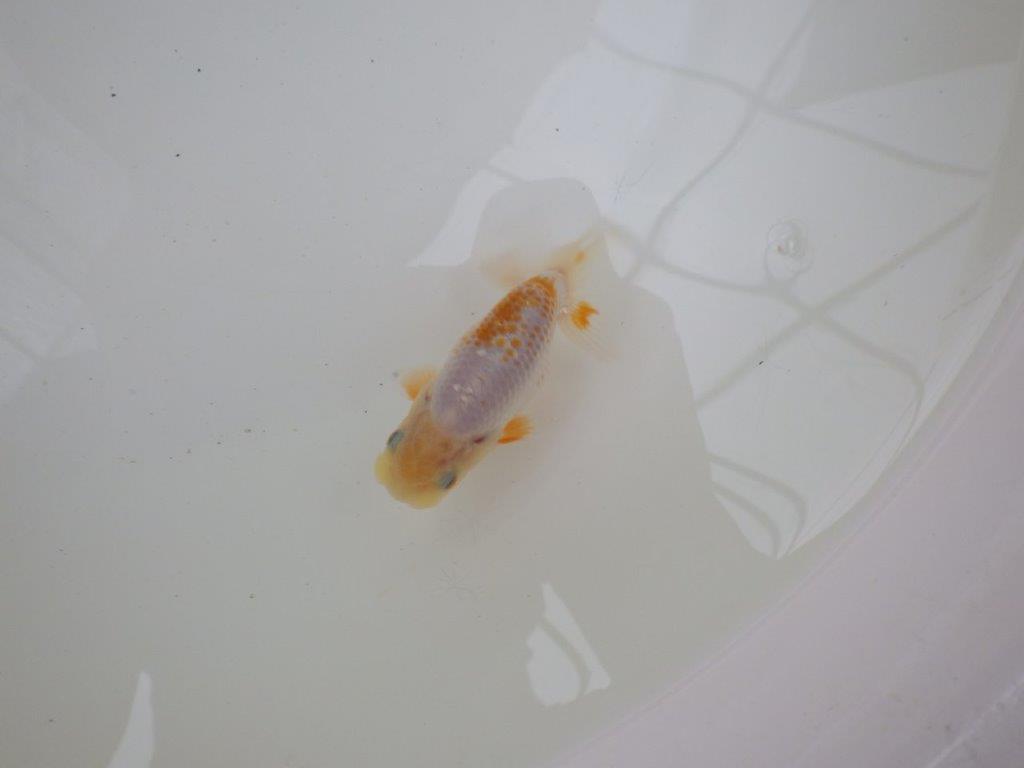 【 一押し！！】尾型が良くカナコ柄がとても綺麗な更紗らんちゅう　約9㎝　当歳魚の上身