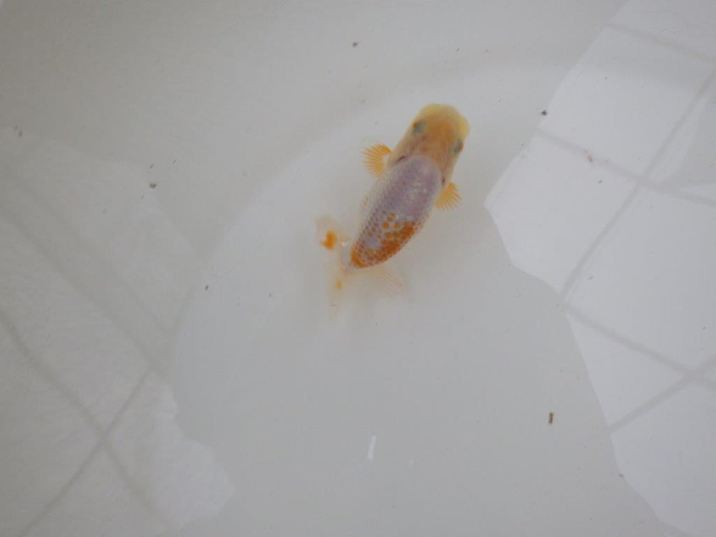 【 一押し！！】尾型が良くカナコ柄がとても綺麗な更紗らんちゅう　約9㎝　当歳魚
