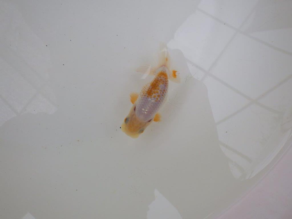 【 一押し！！】尾型が良くカナコ柄がとても綺麗な更紗らんちゅう　約9㎝　当歳魚