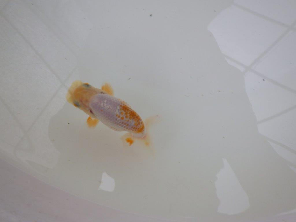 【 一押し！！】尾型が良くカナコ柄がとても綺麗な更紗らんちゅう　約9㎝　当歳魚