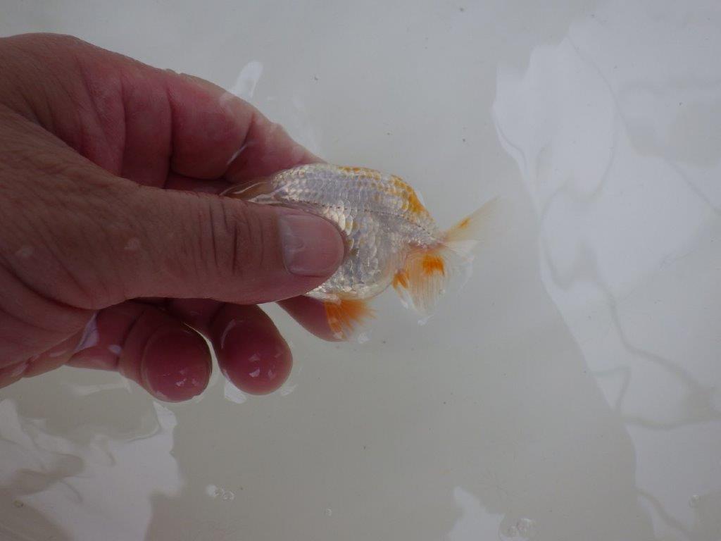 【 一押し！！】尾型が良くカナコ柄がとても綺麗な更紗らんちゅう　約9㎝　当歳魚