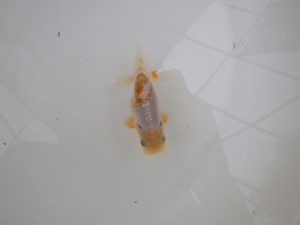【 一押し！！】尾型が良くカナコ柄がとても綺麗な更紗らんちゅう　約9㎝　当歳魚
