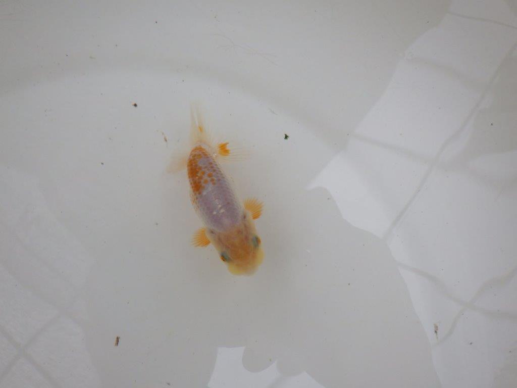 【 一押し！！】尾型が良くカナコ柄がとても綺麗な更紗らんちゅう　約9㎝　当歳魚
