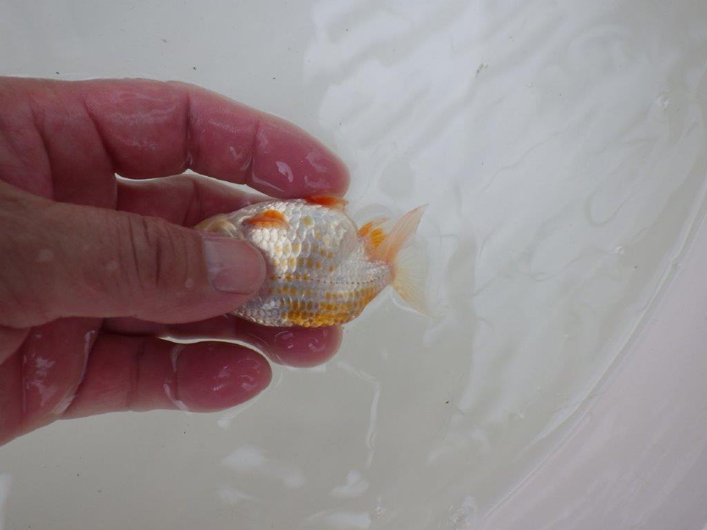 【 一押し！！】尾型が良くカナコ柄がとても綺麗な更紗らんちゅう　約9㎝　当歳魚
