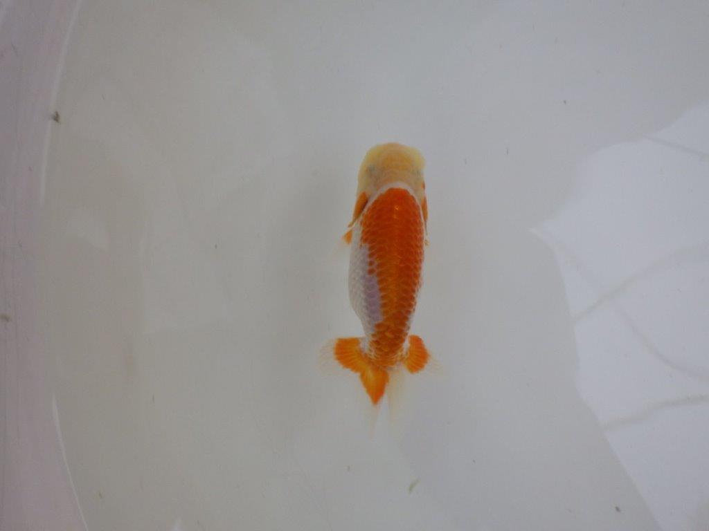 【 一押し！！】非常に美しい柄の更紗らんちゅう　約11㎝　当歳魚の上身