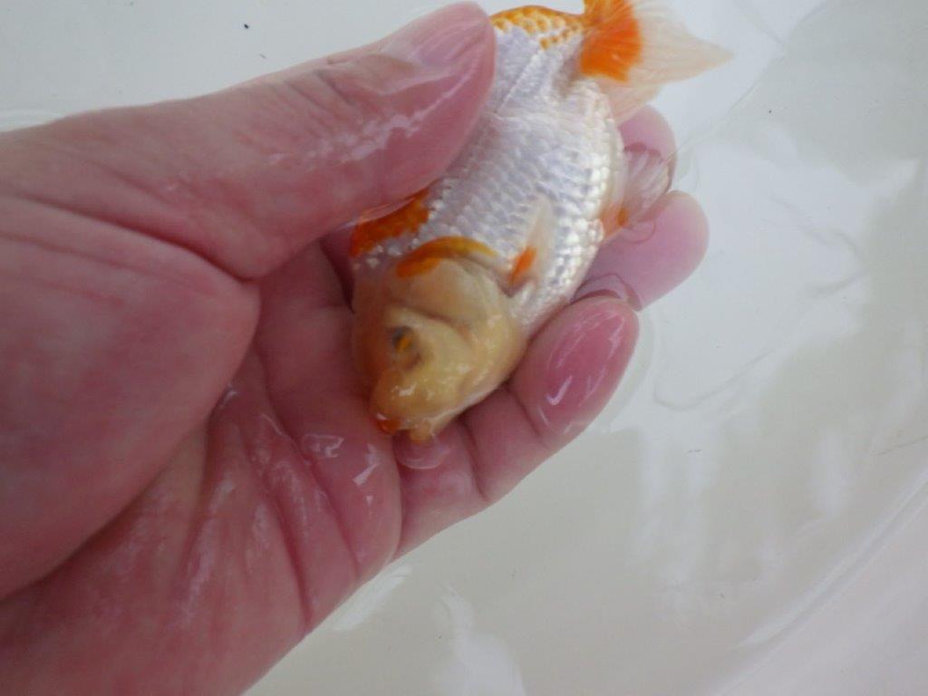 【 一押し！！】非常に美しい柄の更紗らんちゅう　約11㎝　当歳魚