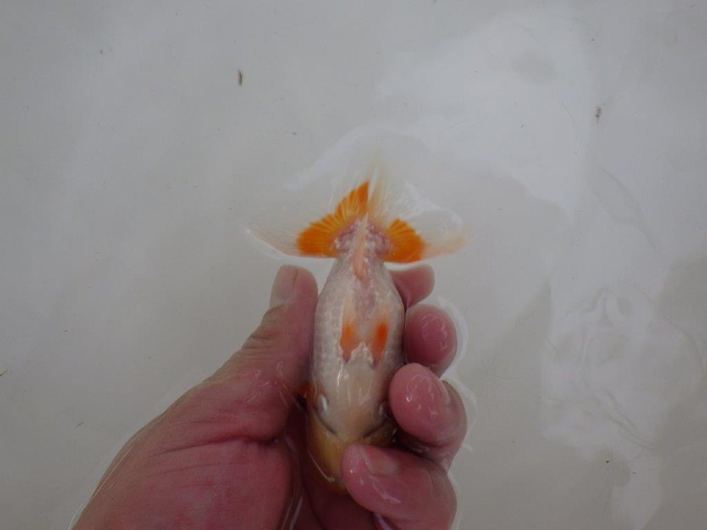 【 一押し！！】非常に美しい柄の更紗らんちゅう　約11㎝　当歳魚