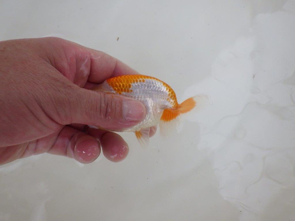 【 一押し！！】非常に美しい柄の更紗らんちゅう　約11㎝　当歳魚