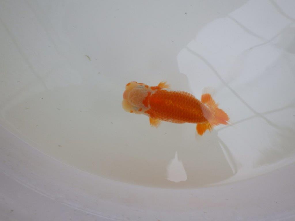 【 一押し！！】太くたくましい体系と美しい柄の更紗らんちゅう　約11,5㎝　当歳魚