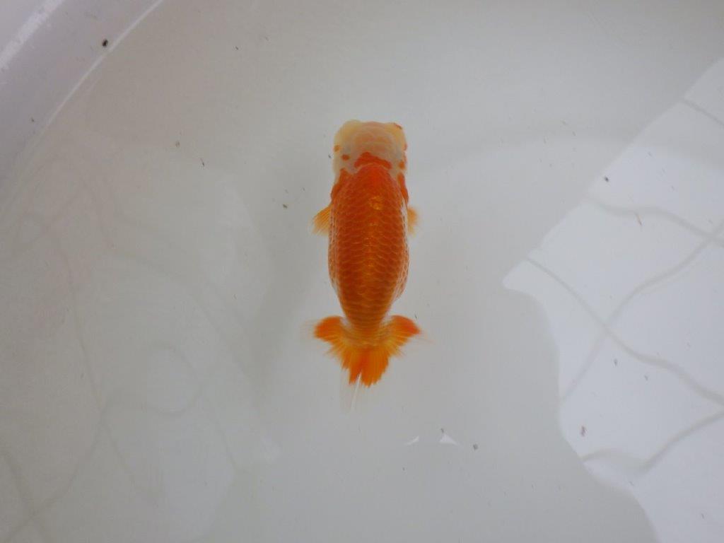 【 一押し！！】太くたくましい体系と美しい柄の更紗らんちゅう　約11,5㎝　当歳魚
