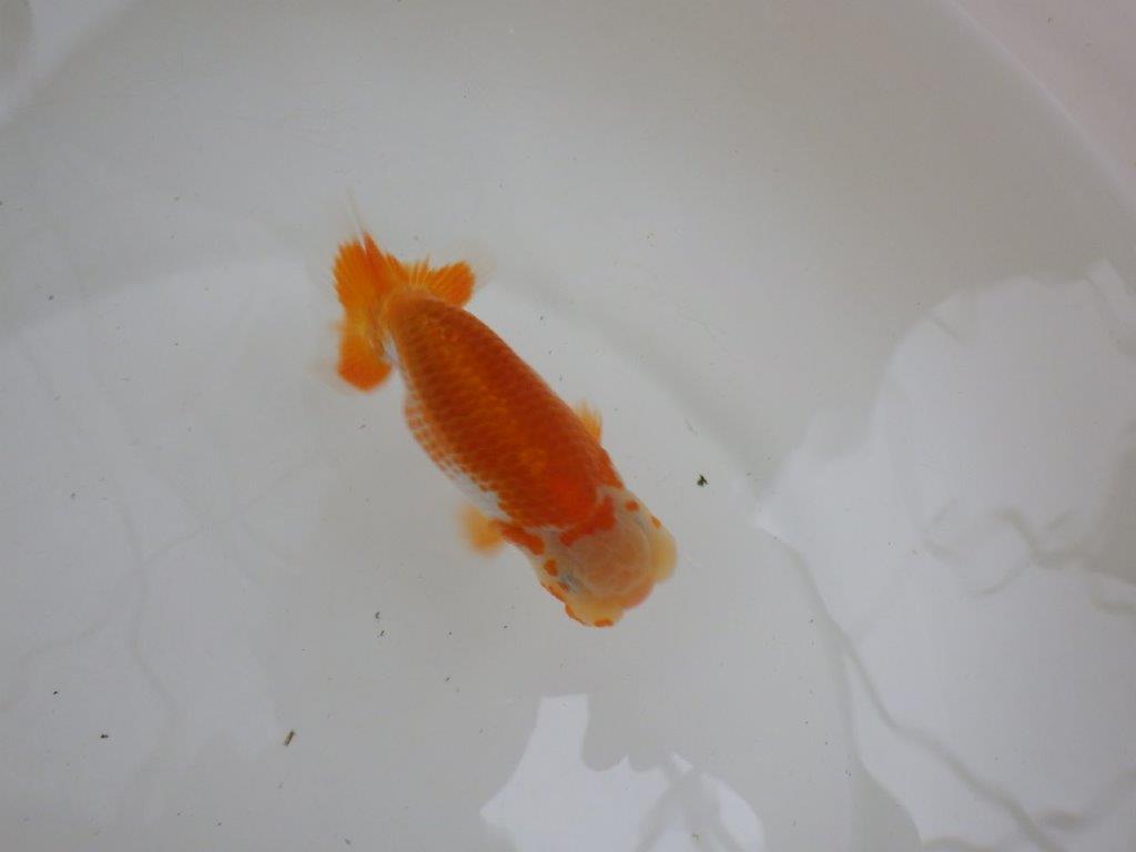 【 一押し！！】太くたくましい体系と美しい柄の更紗らんちゅう　約11,5㎝　当歳魚の上身