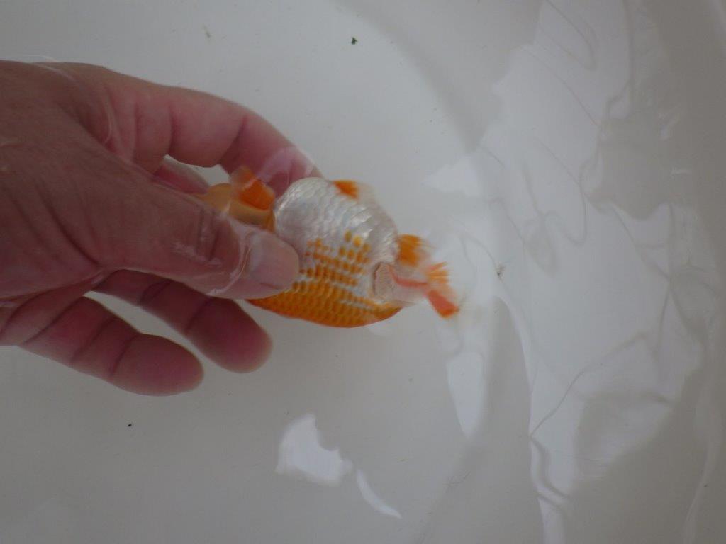 【 一押し！！】太くたくましい体系と美しい柄の更紗らんちゅう　約11,5㎝　当歳魚