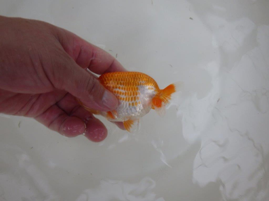 【 一押し！！】太くたくましい体系と美しい柄の更紗らんちゅう　約11,5㎝　当歳魚