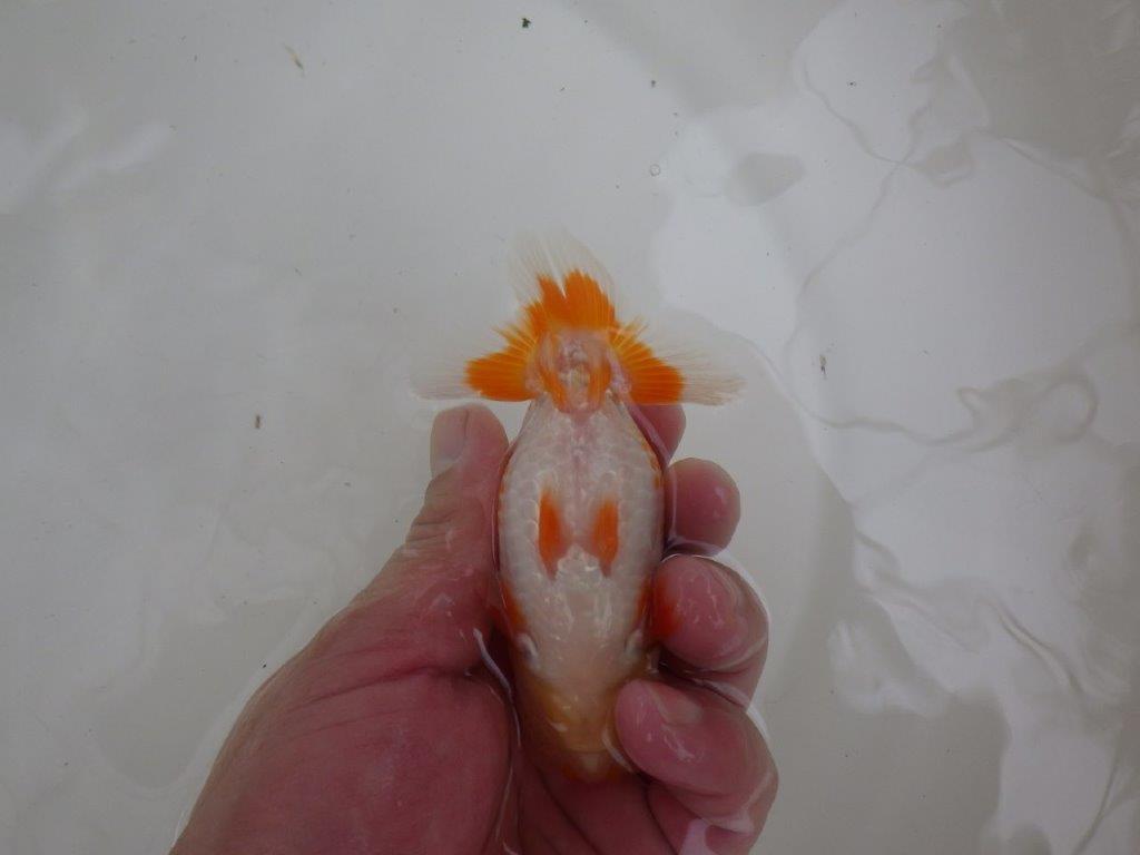 【 一押し！！】太くたくましい体系と美しい柄の更紗らんちゅう　約11,5㎝　当歳魚