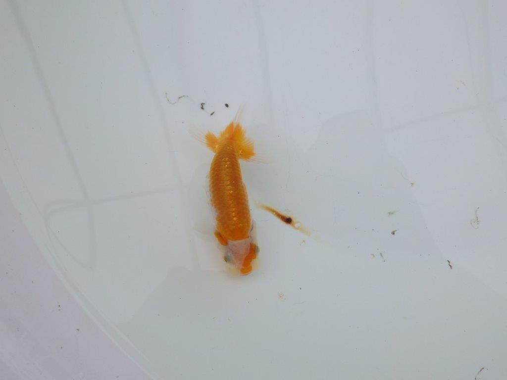 【 サマーセール　第四弾】背、腰のラインが綺麗で横見お勧めの更紗らんちゅう！１週間限定販売　約10㎝