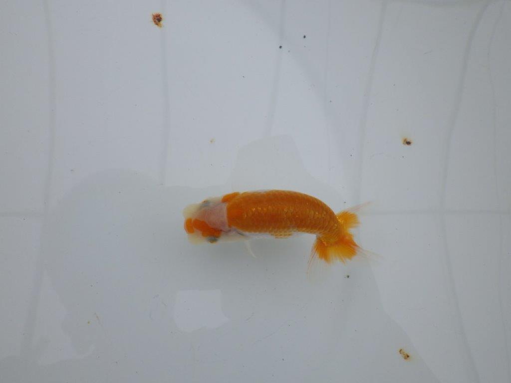 【 サマーセール　第四弾】背、腰のラインが綺麗で横見お勧めの更紗らんちゅう！１週間限定販売　約10㎝