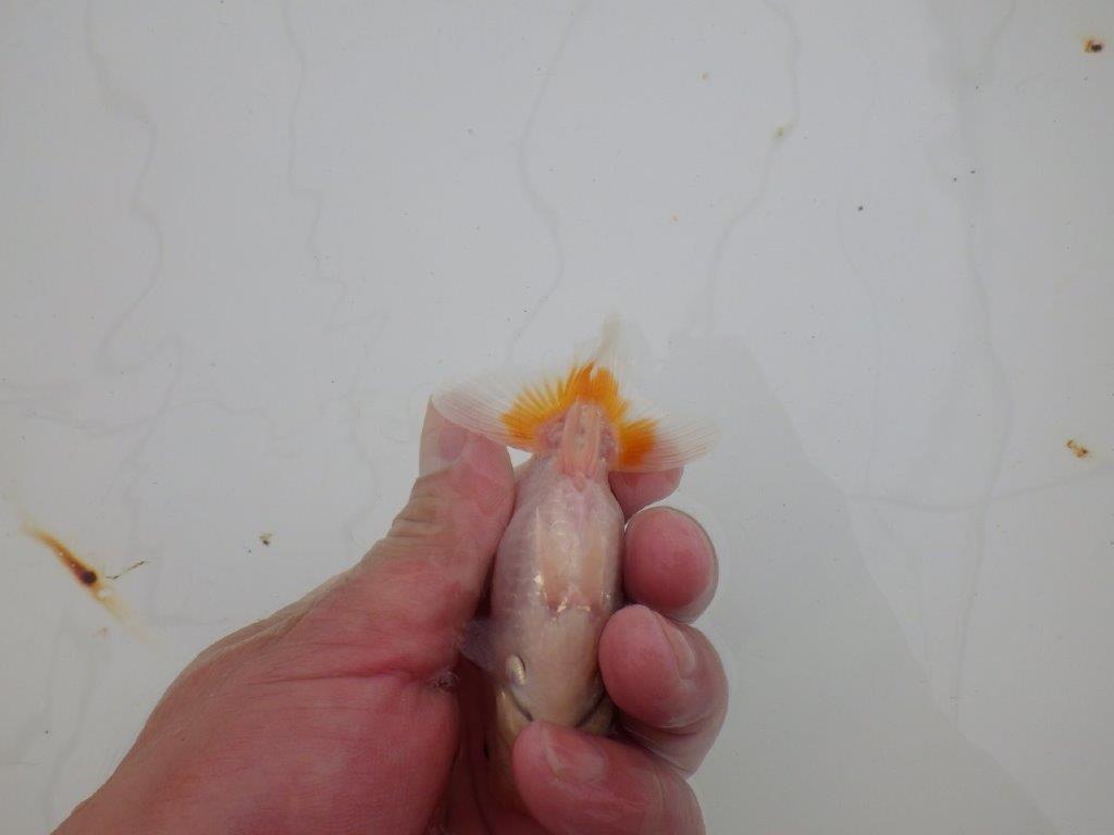【 サマーセール　第四弾】背、腰のラインが綺麗で横見お勧めの更紗らんちゅう！１週間限定販売　約10㎝