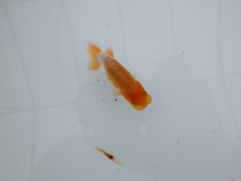 【 サマーセール　第四弾】素晴らしいフンタンの発育をした更紗らんちゅう！１週間限定販売　約9㎝