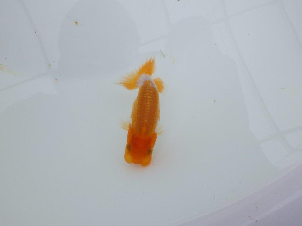 【 サマーセール　第四弾】素晴らしいフンタンの発育をした更紗らんちゅう！１週間限定販売　約9㎝の上身