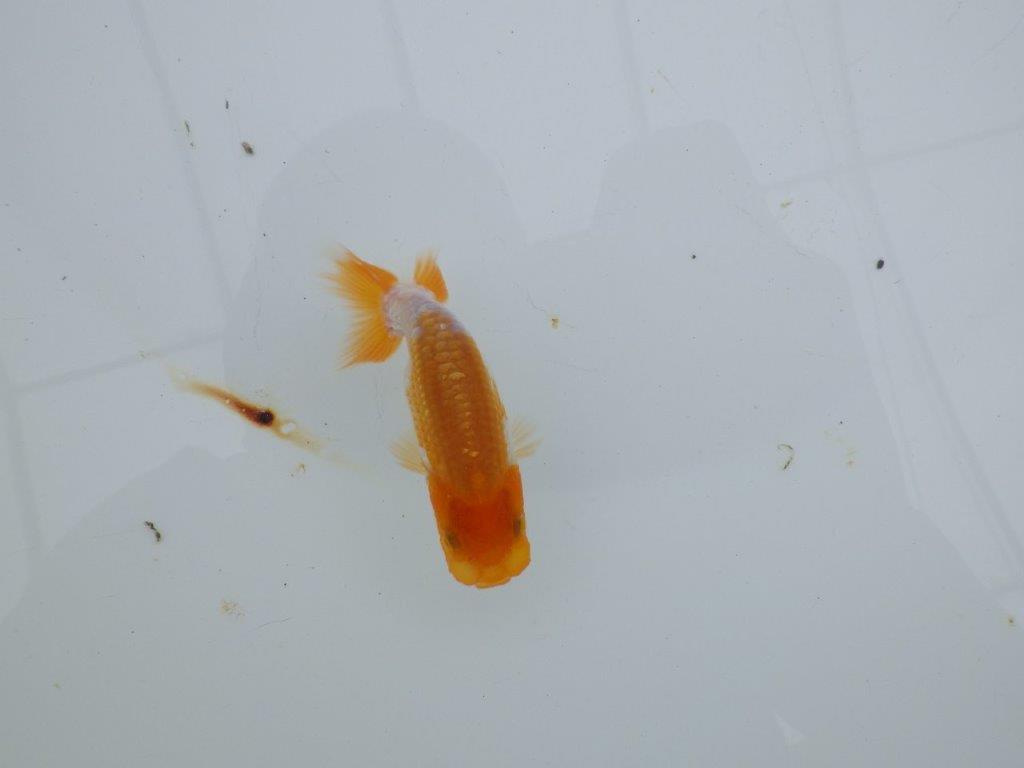【 サマーセール　第四弾】素晴らしいフンタンの発育をした更紗らんちゅう！１週間限定販売　約9㎝