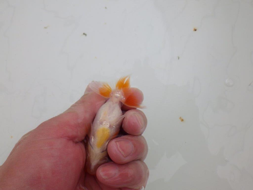 【 サマーセール　第四弾】素晴らしいフンタンの発育をした更紗らんちゅう！１週間限定販売　約9㎝