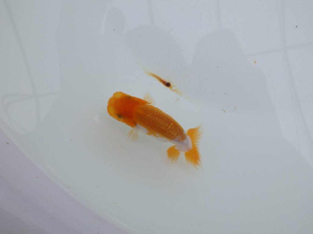 【 サマーセール　第四弾】素晴らしいフンタンの発育をした更紗らんちゅう！１週間限定販売　約9㎝